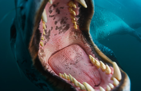 Leopard Seal Mouth