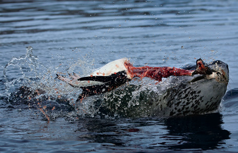 Leopard Seal Rips Head Off Penguin