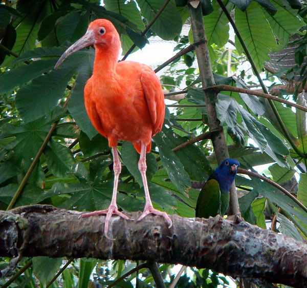 Birds in the rainforest exhibit at the Baltimore Aquarium
