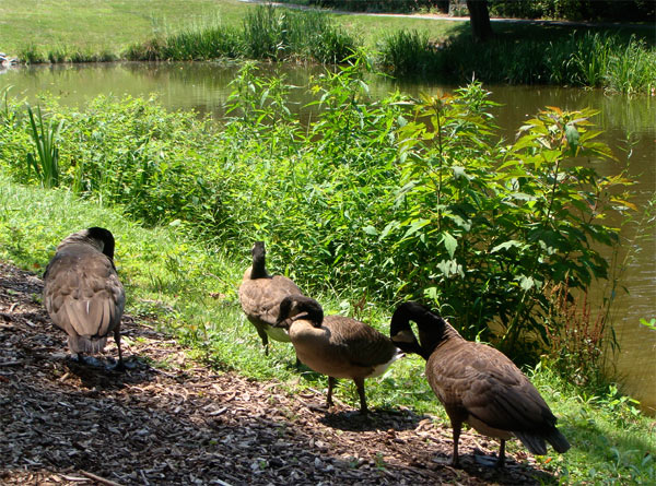 A group of geese by the pond.