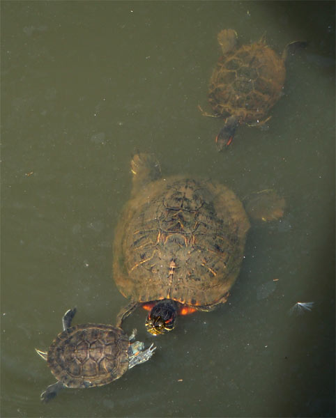 Three turtles playing in the water.